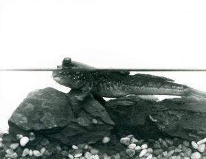 En Mudskipper, vilande på nedsänkta klippor, med ögonen ovanför vattnet, London Zoo av Frederick William Bond