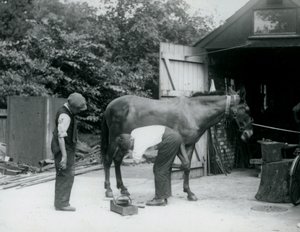 En mula skoddes på London Zoo 1924 av Frederick William Bond