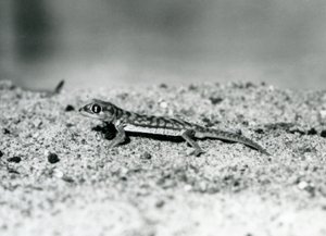 En Namibsandgecko/Web-footed gecko som står på sand, London Zoo, september 1928 (svart/vitt foto) av Frederick William Bond