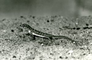 En Namib-sandgecko/nätfotad gecko som står på sand, London Zoo, september 1928 (s/v-foto) av Frederick William Bond