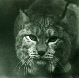 A Northern Lynx, London Zoo, februari 1925 av Frederick William Bond