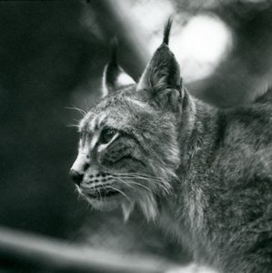 A Northern Lynx på London Zoo, juli 1925 av Frederick William Bond