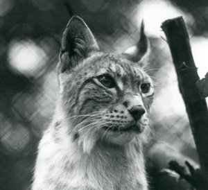 A Northern Lynx på London Zoo, juli 1925 av Frederick William Bond