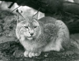 Ett nordligt lodjur som sitter på en sten, London Zoo, oktober 1925 av Frederick William Bond
