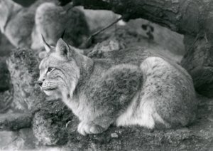 Ett nordligt lodjur som sitter på en sten, London Zoo, oktober 1925 av Frederick William Bond