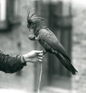 En PalmGoliath Great Black Cockatoo som greppar om fingret på en målvakt med ena foten och håller i en äggformad godis i den andra nLondon Zoo, september 1927. av Frederick William Bond