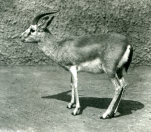 En persisk gasell på London Zoo i juni 1925 av Frederick William Bond