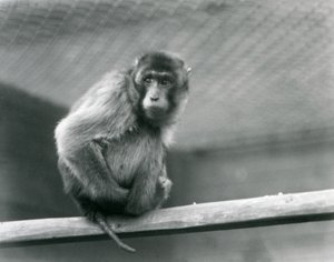 En grisstjärtmakak sitter på en abborre i sitt inhägnad vid London Zoo (s/v foto) av Frederick William Bond