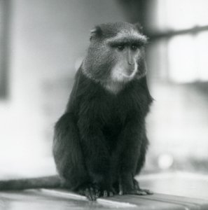 En Pluto Monkey, eller Blue Monkey, sitter på en bänk, London Zoo av Frederick William Bond
