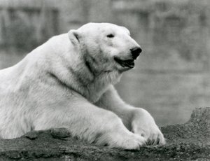 En isbjörn vilar på en klippavsats på London Zoo 1931 (s/v foto) av Frederick William Bond