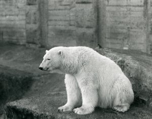 En isbjörn som sitter på en klippavsats vid London Zoo i september 1927 av Frederick William Bond