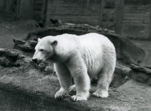 O se Polar Bear e tu i le pito o lona pa i le pito i lalo o le Mappin Terraces, Lonetona Zoo, Setema 1928 (b/w photo) av Frederick William Bond