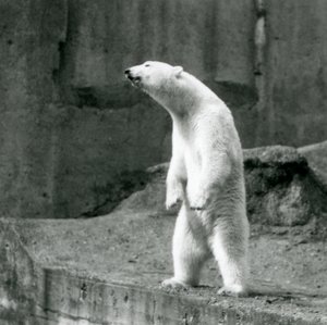 En isbjörn som står högt, på bakbenen, vid kanten av sitt hölje på Mappin Terraces, London Zoo