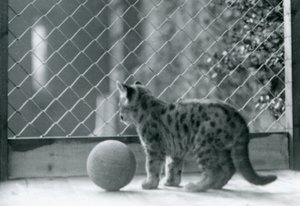 En Puma-kattunge, med en boll, tittar ut ur sitt inhägnad, London Zoo, 1923 av Frederick William Bond