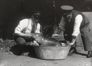 En dvärgflodhäst som tar ett dopp i ZSL London Zoo, augusti 1928. av Frederick William Bond