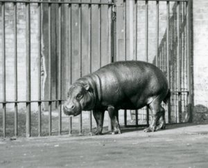 En pygméflodhäst på London Zoo 1927 av Frederick William Bond
