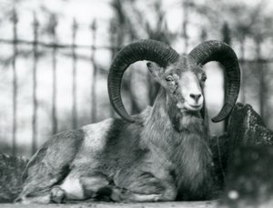 En bagge som sitter på London Zoo, 1925 av Frederick William Bond