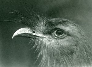 En rödbent seriema på London Zoo 1924 av Frederick William Bond