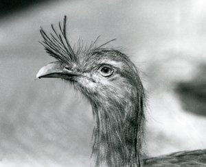 En rödbent seriema på London Zoo 1929 (s/v foto) av Frederick William Bond