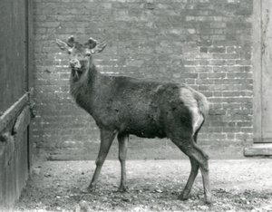 En kronhjortshjort med spirande horn, London Zoo, augusti 1928 (s/v foto) av Frederick William Bond