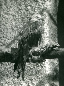 En röd drake uppflugen på en gren på London Zoo 1924 av Frederick William Bond