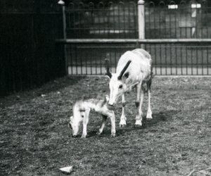 En ren med sin kalv på London Zoo, mars 1914 av Frederick William Bond