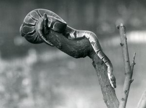 En Royal Ball Python på väg nerför en gren på London Zoo i oktober 1925 av Frederick William Bond
