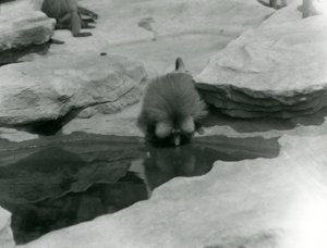 En helig babian dricker ur en pool bland klipporna på "Monkey Hill", London Zoo av Frederick William Bond
