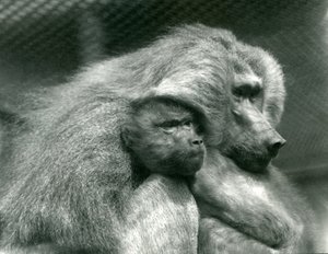 En helig babian med sina ungar på London Zoo, juli 1924 av Frederick William Bond