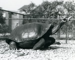 En sadelrygg, Galapagos sköldpadda som matas med en banan på en pinne (s/v foto) av Frederick William Bond