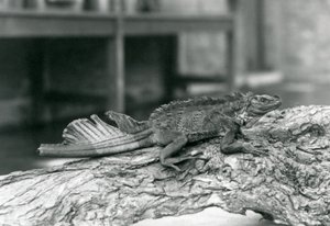 En Sailfin Lizard, med skadad svans, vilande på en stock på London Zoo 1928 (s/v foto) av Frederick William Bond