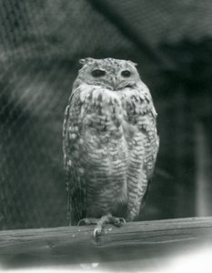 En Savingys Pharaoh Eagle-owl vilar på en gren på London Zoo, september 1925 av Frederick William Bond