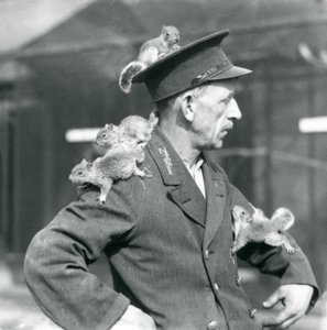 En andraklassvakt med fyra unga grå ekorrar som klättrar på sin uniformshatt och jacka, London Zoo av Frederick William Bond