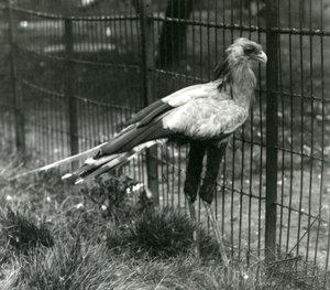 A Secretary Bird på London Zoo i september 1923 av Frederick William Bond