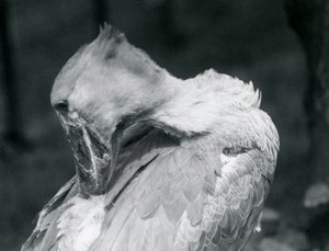 En skonäbb som putsar sina fjädrar på London Zoo 1926 av Frederick William Bond
