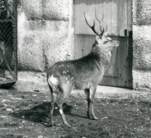 En SikaJapaneseSpotted Stag stående i hans inhägnad, på London Zoo, augusti 1927 av Frederick William Bond