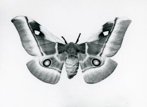 En Silkmoth, Bunaea caffraria, på London Zoo, före 1930 av Frederick William Bond