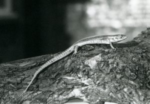 En Skink vilande på en stock på London Zoo 1929 (s/v foto) av Frederick William Bond
