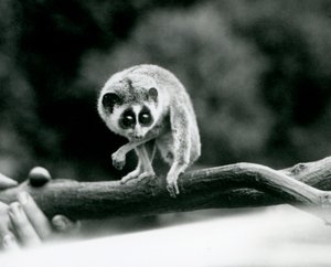 En slank Loris tittar ner från en gren som hålls i en vårdares händer, London Zoo, augusti 1926 av Frederick William Bond