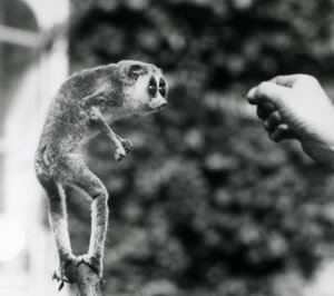 En smal Loris som står upprätt på en gren och tittar på en vårdares hand när den erbjuds en mjölmask, London Zoo, augusti 1926 av Frederick William Bond