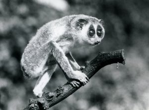 En smal Loris som går på en gren, London Zoo, augusti 1926 av Frederick William Bond