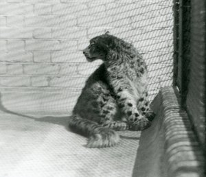En Snow Leopard sitter på golvet, London Zoo av Frederick William Bond