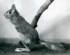 En sydafrikansk SpringhareCape Jumping Hare sitter vid en gren i dess inhägnad, London Zoo, december 1925 av Frederick William Bond
