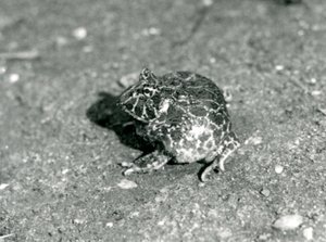 A South American Horned Frog, London Zoo, december 1925 av Frederick William Bond