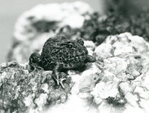 En sydamerikansk horngroda sitter på en sten och visar sin defensiva ställning, London Zoo, augusti 1928 (s/v foto) av Frederick William Bond
