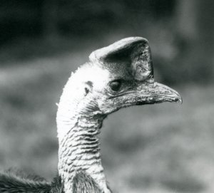 A Southern Cassowary på London Zoo, juni 1925 av Frederick William Bond