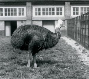 En Southern Cassowary på London Zoo i juni 1925 av Frederick William Bond