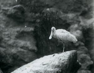 En skednäbb som står på en sten på London Zoo i september 1927 av Frederick William Bond