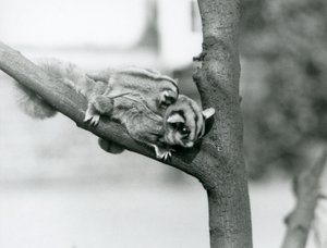 En Sugar Glider på en gren med sin baby på ryggen, London Zoo av Frederick William Bond