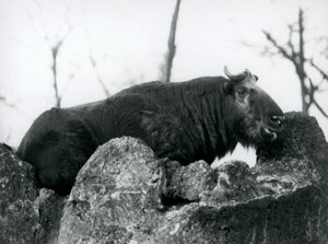 En Takin, även känd som en sämskskinn eller Gnu-get, vilande på en sten, London Zoo, 1925 av Frederick William Bond